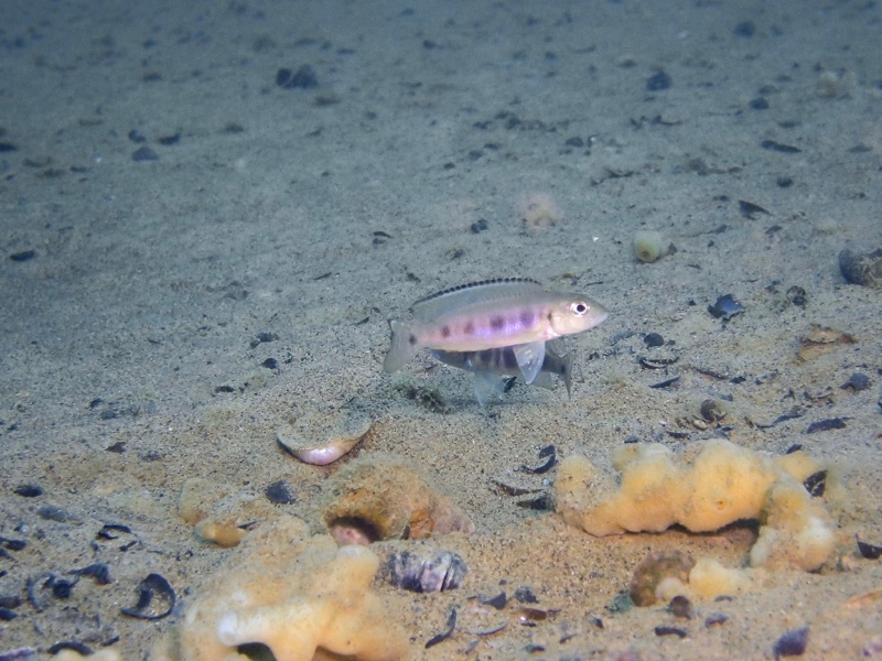 Lepidiolamprologus sp. 'meeli-boulengeri' Isanga Bay